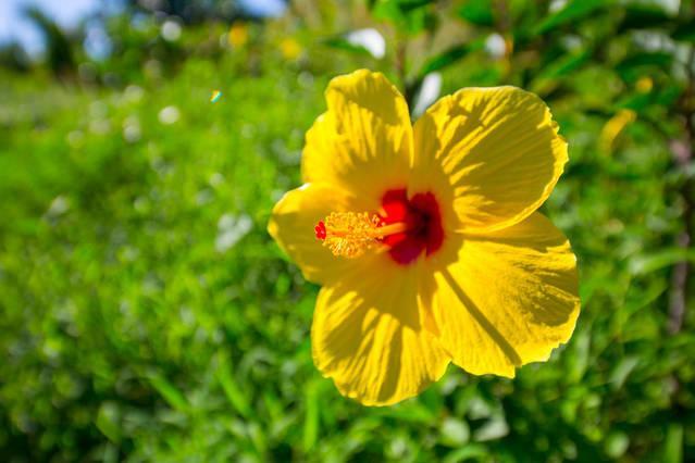 Kirpal Meditation And Ecological Center Pahoa Екстериор снимка
