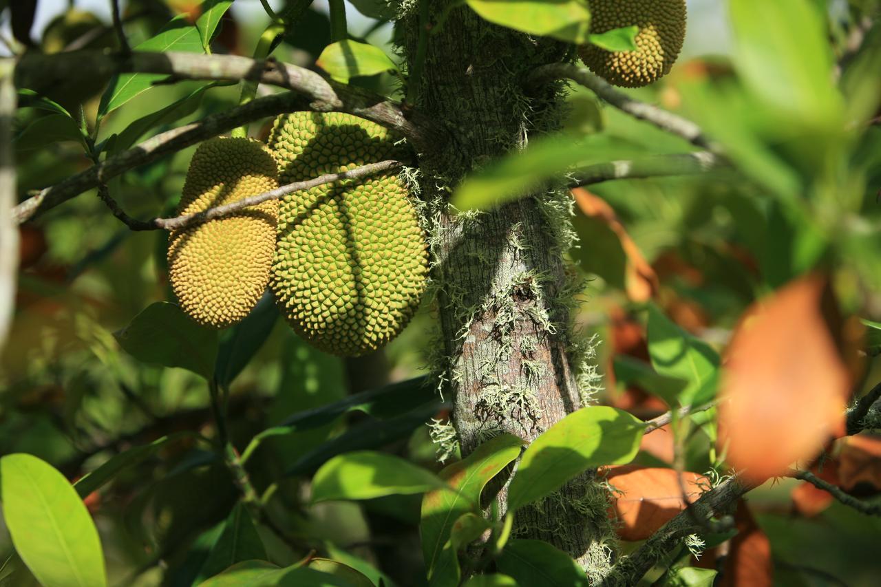 Kirpal Meditation And Ecological Center Pahoa Екстериор снимка