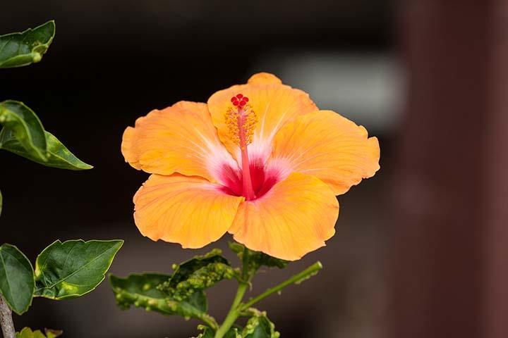 Kirpal Meditation And Ecological Center Pahoa Екстериор снимка